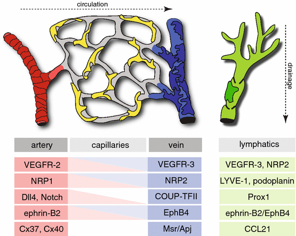 Molecular Differentiation And Specialization Of Vascular Beds Springerlink Molecular Differentiation And Specialization Of Vascular Beds Springerlink