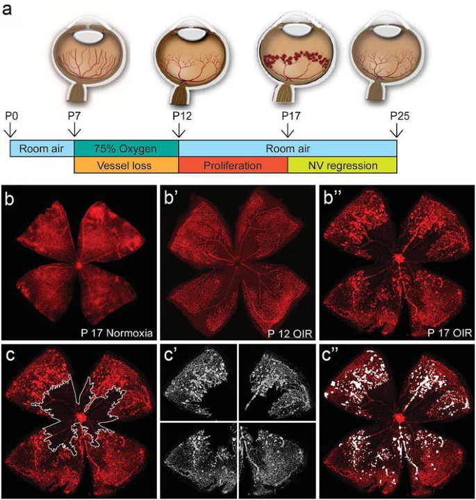 figure 18