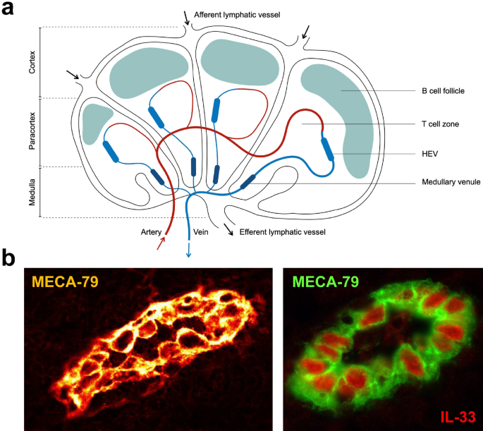 High endothelial venules (HEVs) in immunity, inflammation and 