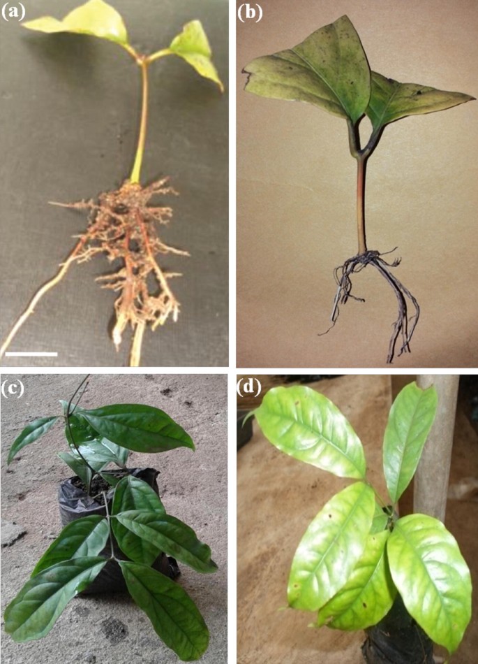 Improving Propagation Methods Of Gnetum Africanum And G Buchholzianum From Cuttings For Rapid Multiplication Domestication And Conservation Springerlink