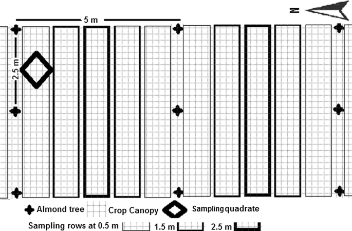 The Competitive Effect Of Almond Trees On Light And Nutrients Absorption Crop Growth Rate And The Yield In Almond Cereal Agroforestry Systems In Semi Arid Regions Springerlink