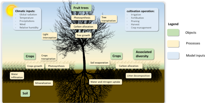 Insights into fruit tree models relevant to simulate fruit tree-based ...
