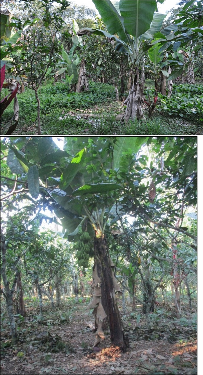 Effects Of Pruning On Flowering And Yields Of Cacao Nacional Boliviano effects-of-pruning-on-flowering-and-yields-of-cacao-nacional-boliviano