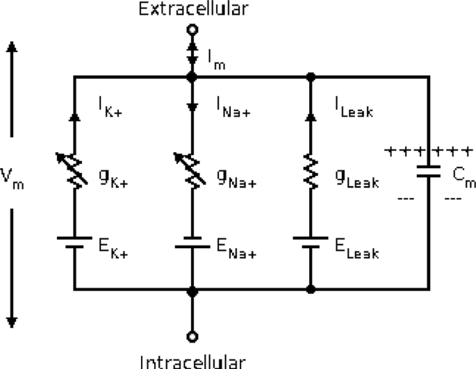brain waves associated with information processing or problem solving are figure 3