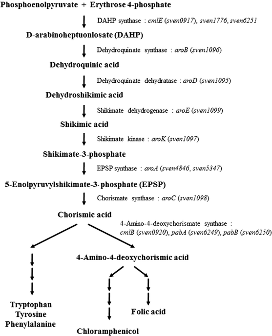Chloramphenicol streptomyces venezuelae
