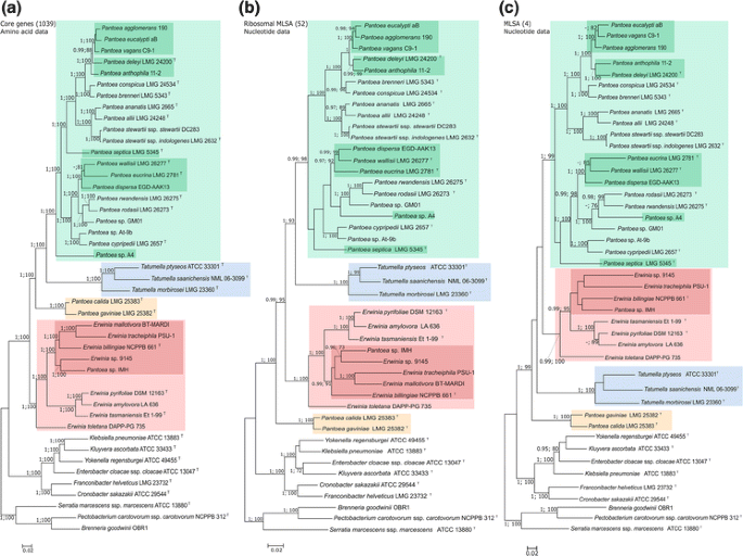 Phylogenomic resolution of the bacterial genus Pantoea and its relationship  with Erwinia and Tatumella | SpringerLink