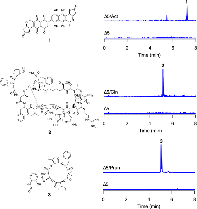 A Chromatogram Simplified Streptomyces Albus Host For Heterologous Production Of Natural Products Springerlink A Chromatogram Simplified Streptomyces Albus Host For Heterologous Production Of Natural Products Springerlink