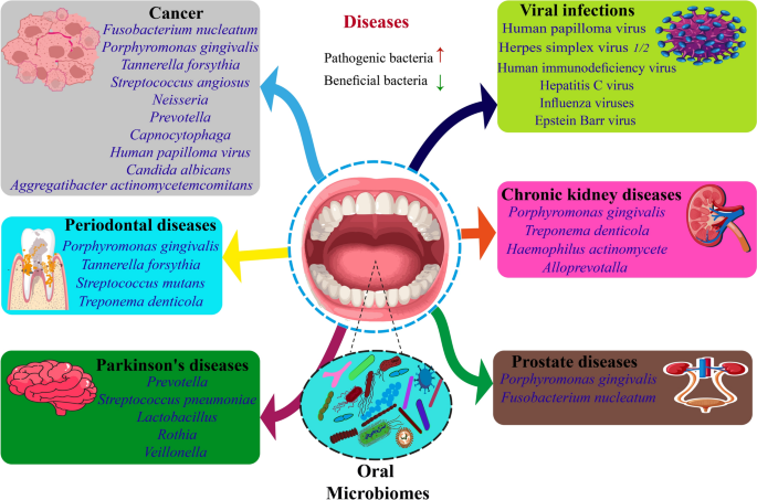 Integrative insights into the oral microbiome's role in systemic ...
