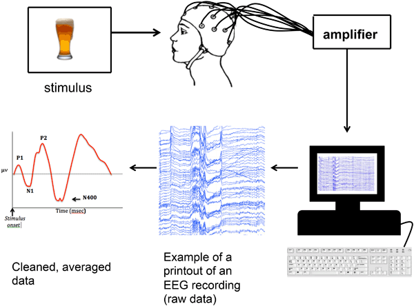 eeg definition psychology eeg definition psychology