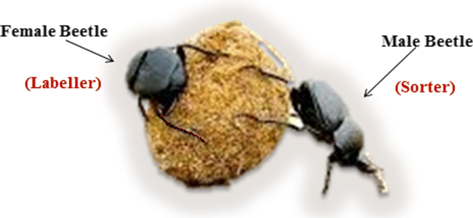 A High Speed Roller Dung Beetles Clustering Algorithm And Its Architecture For Real Time Image Segmentation Springerlink