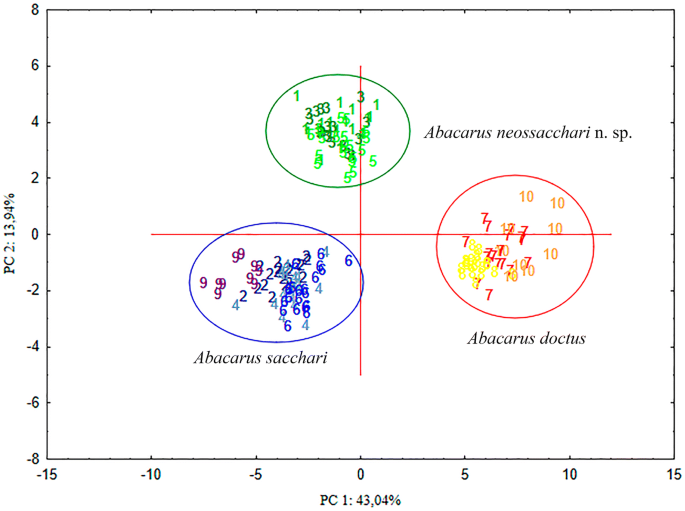 Integrative Taxonomy Of Abacarus Mites Eriophyidae Associated With Hybrid Sugarcane Plants Including Description Of A New Species Springerlink Integrative Taxonomy Of Abacarus Mites Eriophyidae Associated With Hybrid Sugarcane Plants Including Description Of A New Species Springerlink
