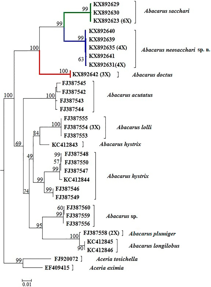 Integrative Taxonomy Of Abacarus Mites Eriophyidae Associated With Hybrid Sugarcane Plants Including Description Of A New Species Springerlink