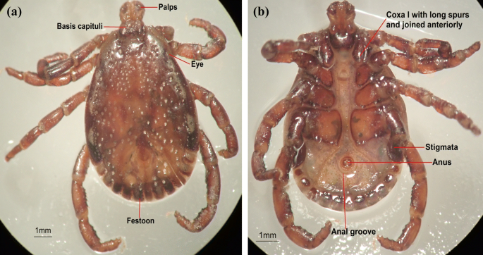 Description And Characterization Of Questing Hard Tick Dermacentor Steini Acari Ixodidae In Malaysia Based On Phenotypic And Genotypic Traits Springerlink
