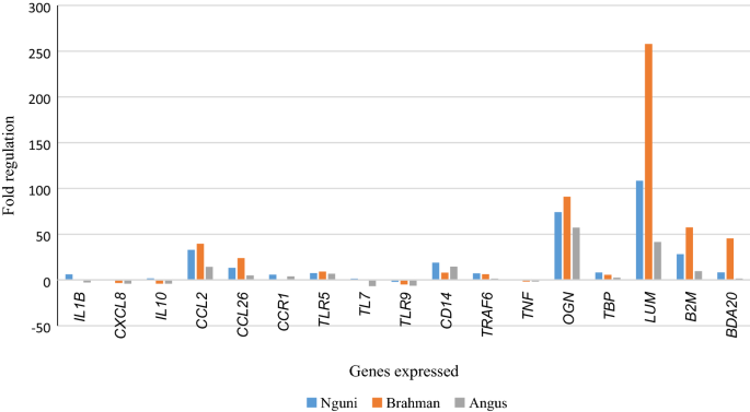 A Genetic And Immunological Comparison Of Tick Resistance In Beef Cattle Following Artificial Infestation With Rhipicephalus Ticks Springerlink
