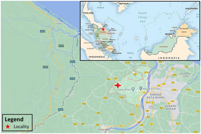 Screening and genotyping of Orientia tsutsugamushi from field