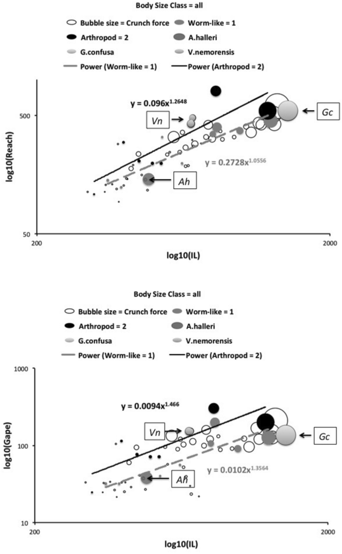 Feeding Design In Free Living Mesostigmatid Chelicerae Acari Anactinotrichida Springerlink
