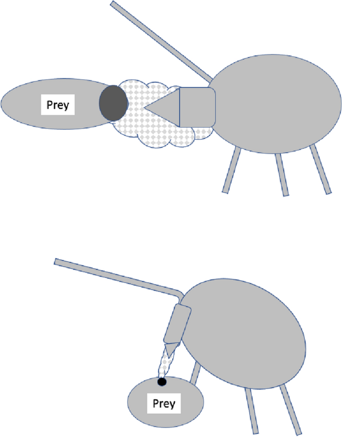 Weighing spoon Polygons where only one plate deforms four steps