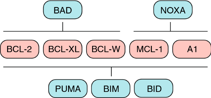 BCL-2 family deregulation in colorectal cancer: potential for BH3 mimetics  in therapy | SpringerLink