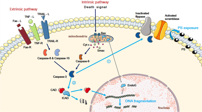 dna chromatin histone cad icad dna chromatin histone cad icad