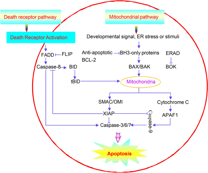 The role of P53 up-regulated modulator of apoptosis (PUMA) in ovarian  development, cardiovascular and neurodegenerative diseases | Apoptosis