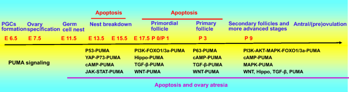 The role of P53 up-regulated modulator of apoptosis (PUMA) in ovarian  development, cardiovascular and neurodegenerative diseases | SpringerLink