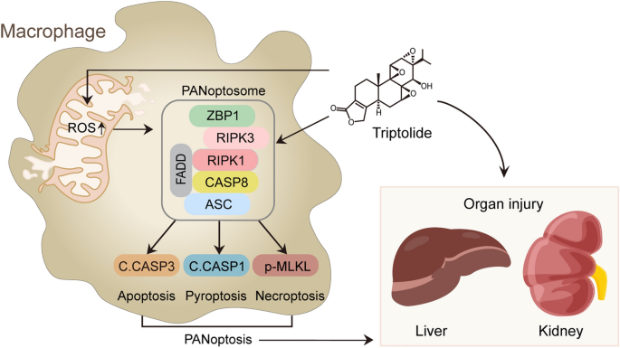 Triptolide induces PANoptosis in macrophages and causes organ injury in mice | Apoptosis triptolide-induces-panoptosis-in-macrophages-and-causes-organ-injury-in-mice-apoptosis