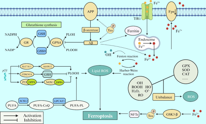 glutathione apraxia Complex, Premier Ferroptosis: underlying mechanisms and involvement