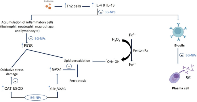 glutathione and bicarbonate nebulization for asthma β-glucan nanoparticles alleviate acute asthma by suppressing ferroptosis  and DNA damage in mice | Apoptosis