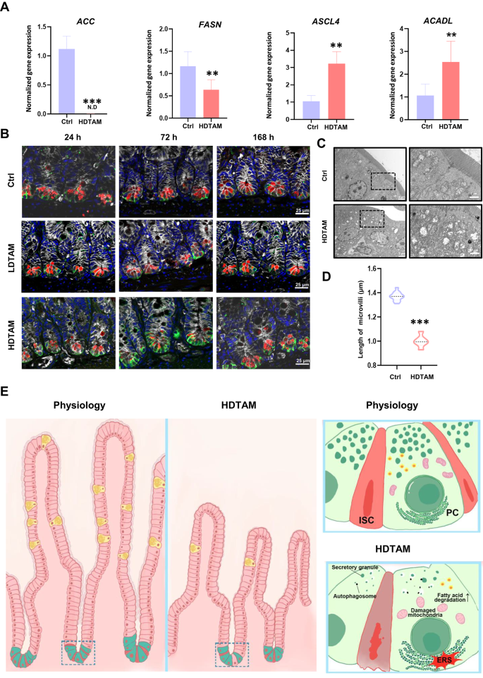 High-dose tamoxifen impairs the homeostasis of the intestinal stem cell ...