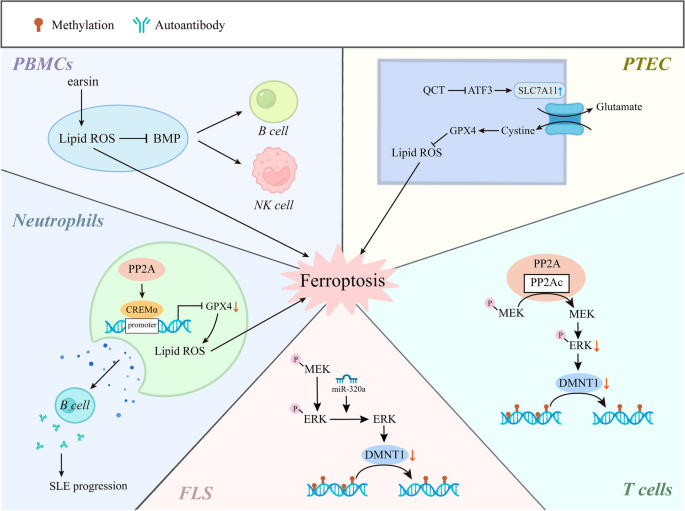 The role of epigenetic regulation in cuproptosis, ferroptosis and ...