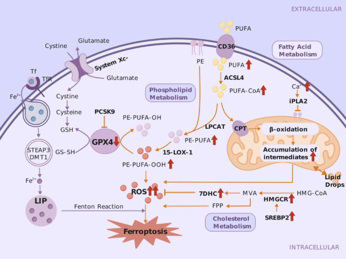 The impact of lipid metabolism on ferroptosis in myocardial ischemia ...