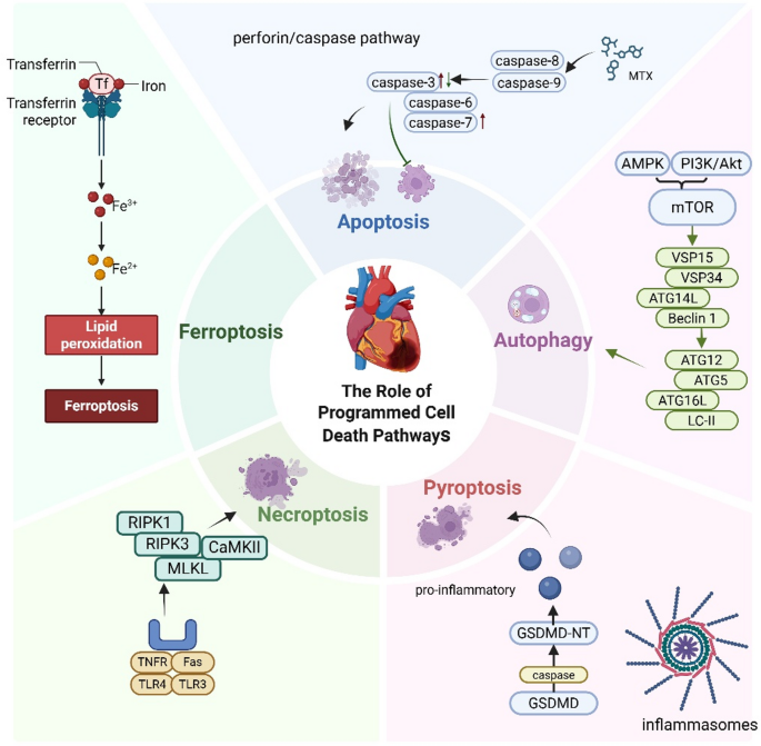 Cardiotoxicity induced by traditional chemotherapy: mechanisms and ...