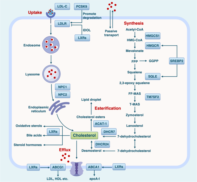 The emerging role of cholesterol metabolism in gynecologic cancer ...