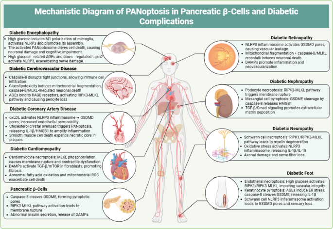 PANoptosis in diabetes: immunometabolic insights and treatments | Apoptosis