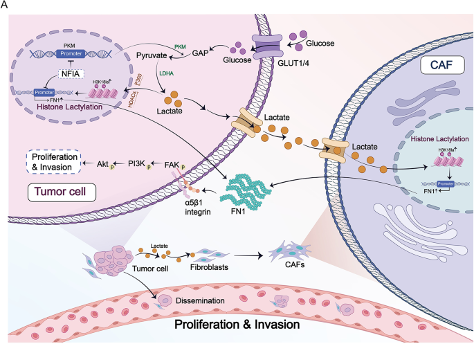 Downregulation of NFIA facilitates glycolysis, histone lactylation, and ...