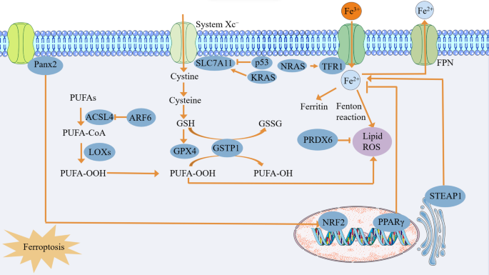 s palmitoyl glutathione S-palmitoylation in ferroptosis: molecular mechanisms, modulators, and  interplay with autophagy | Apoptosis