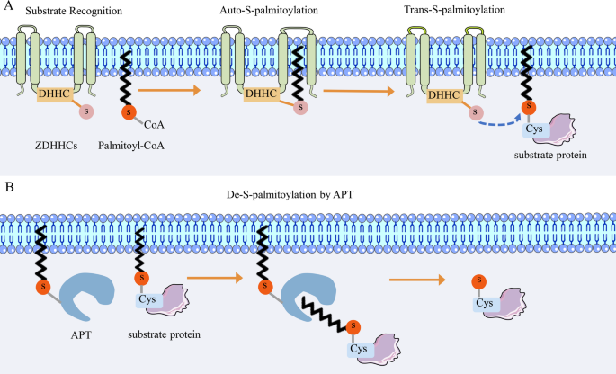 S-palmitoylation in ferroptosis: molecular mechanisms, modulators, and  interplay with autophagy | Apoptosis