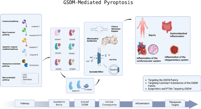 Pyroptosis In Cancer Advances in the research of gasdermin-dependent pyroptosis mechanisms ...