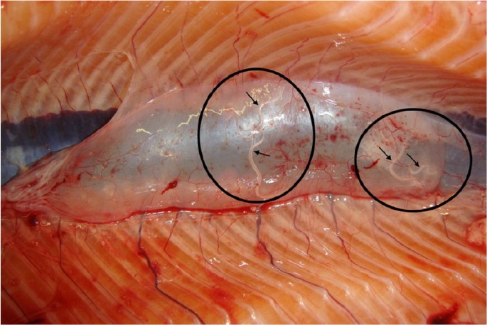 The role of live fish trade in the translocation of parasites: the case of  Cystidicola farionis in farmed rainbow trout (Oncorhynchus mykiss)