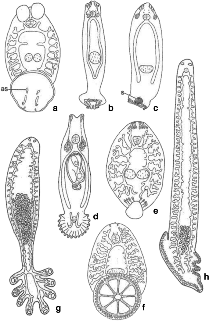 Cestoda platyhelminthes. Itinerarii pontice, Platyhelminthes 4 clase