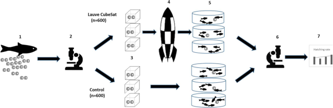 European sea bass (Dicentrarchus labrax) and meagre (Argyrosomus regius)  fertilized egg resistance to a spacecraft launcher vibration qualifying  test | SpringerLink
