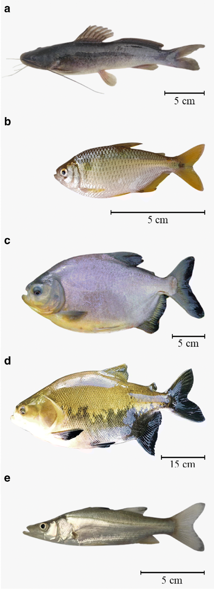 South American fish species suitable for aquaponics: a review