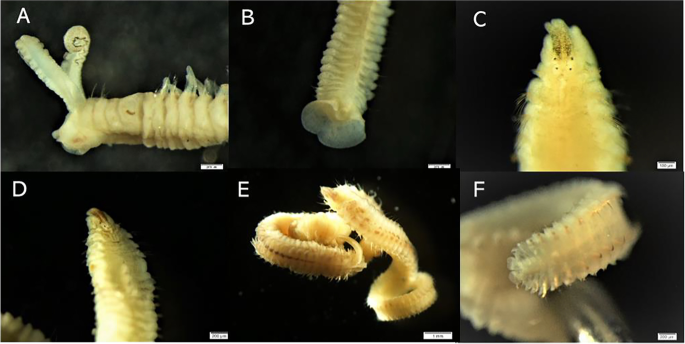 Polydorid species (Annelida: Spionidae) associated with