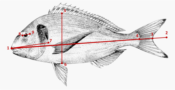 Weight prediction of intensively reared gilthead seabream Sparus