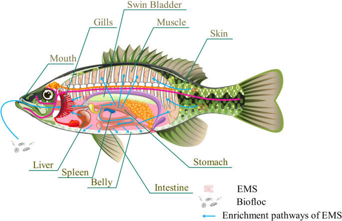 Do All Catfish Have the Same Kind of Backbone?