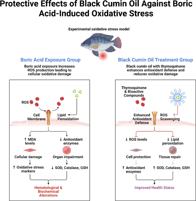 The protective role of dietary black cumin (Nigella sativa L.) oil against waterborne boric acid in Nile tilapia (Oreochromis niloticus): hematological, biochemical, oxidative stress, and histopathological responses | Aquaculture International