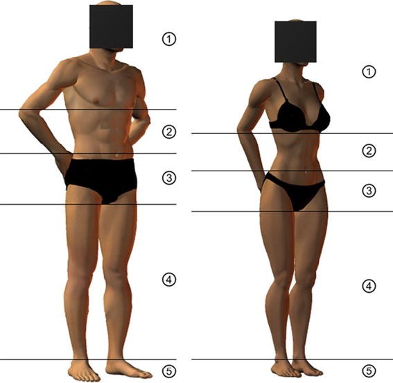 Effect Of Leg To Body Ratio On Body Shape Attractiveness Springerlink
