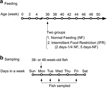 Intermittent Food Restriction Initiated Late In Life Prolongs Lifespan And Retards The Onset Of Age Related Markers In The Annual Fish Nothobranchius Guentheri Springerlink Intermittent Food Restriction Initiated Late In Life Prolongs Lifespan And Retards The Onset Of Age Related Markers In The Annual Fish Nothobranchius Guentheri Springerlink