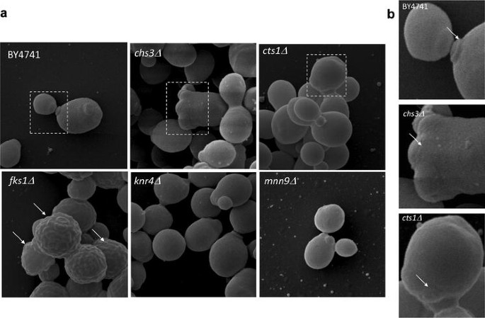 Cell Wall Biosynthesis Impairment Affects The Budding Lifespan Of The Saccharomyces Cerevisiae Yeast Springerlink Cell Wall Biosynthesis Impairment Affects The Budding Lifespan Of The Saccharomyces Cerevisiae Yeast Springerlink