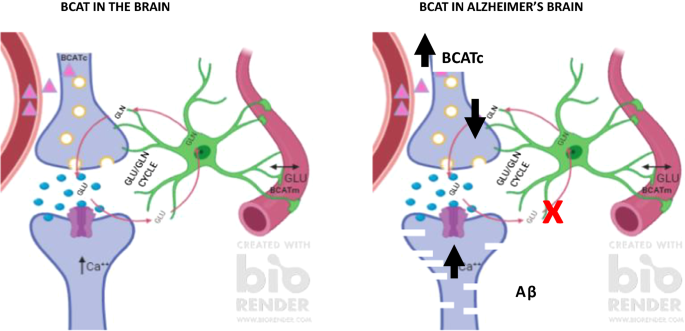 Alzheimer S Disease Targeting The Glutamatergic System Springerlink